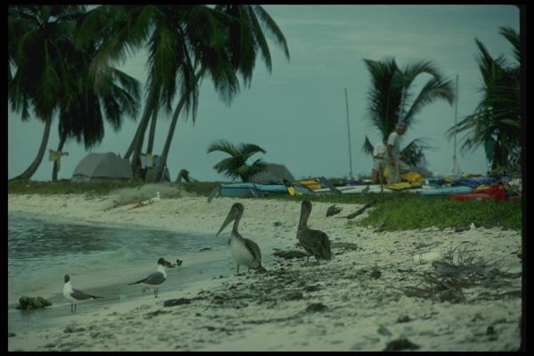 155087 Kayak camping Belize A4 Photo Print