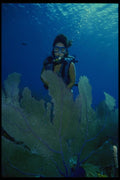 156000 Scuba Diver With Caribbean Sea Fans A4 Photo Print