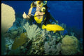 156001 Scuba Diver With Yellow Coney A4 Photo Print