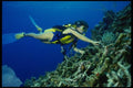 156002 Scuba Diver With Giant Caribbean Anemone A4 Photo Print