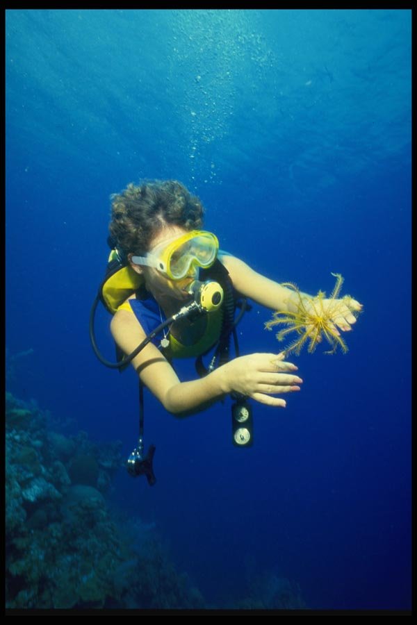 156003 Scuba Diver With Caribbean Golden Crinoid A4 Photo Print