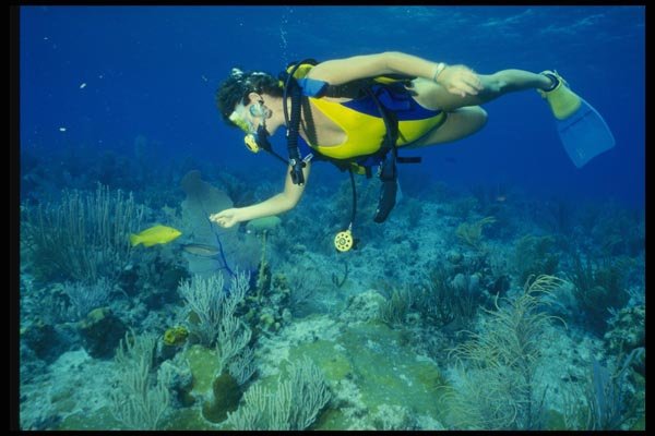 156004 Scuba Diver With Yellow Coney A4 Photo Print