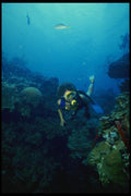 156005 Scuba Diver And Pacific Sea Fans A4 Photo Print