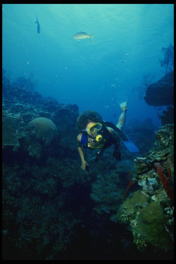 156005 Scuba Diver And Pacific Sea Fans A4 Photo Print