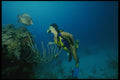 156006 Scuba Diver And Gray Angelfish A4 Photo Print