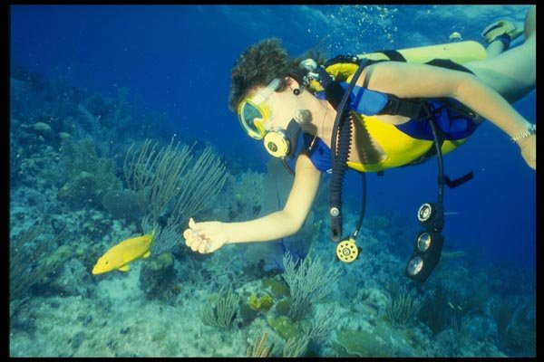 156007 Scuba Diver Feeding Yellow Coney A4 Photo Print