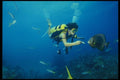 156008 Scuba Diver Feeding Gray Angelfish A4 Photo Print
