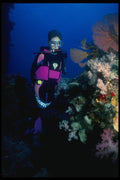 156011 Scuba Diver And Pacific Sea Fans A4 Photo Print