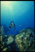 156012 Scuba Diver On Caribbean Reef A4 Photo Print