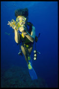 156013 Scuba Diver Holding Caribbean Golden Crinoid A4 Photo Print