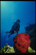 156014 Scuba Diver Swimming By Strawberry Sponge A4 Photo Print