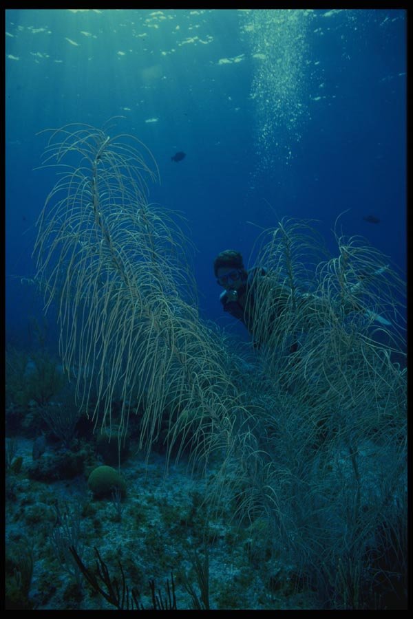 156015 Scuba Diver Behind Caribbean Gorgonians A4 Photo Print