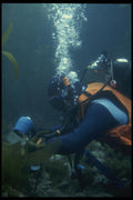 156017 Underwater Photographer In California Kelp Bed A4 Photo Print