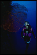 156018 Scuba Diver And Giant Red Pacific Sea Fan A4 Photo Print