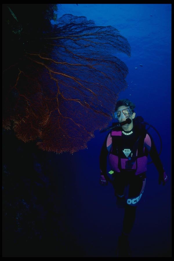156018 Scuba Diver And Giant Red Pacific Sea Fan A4 Photo Print