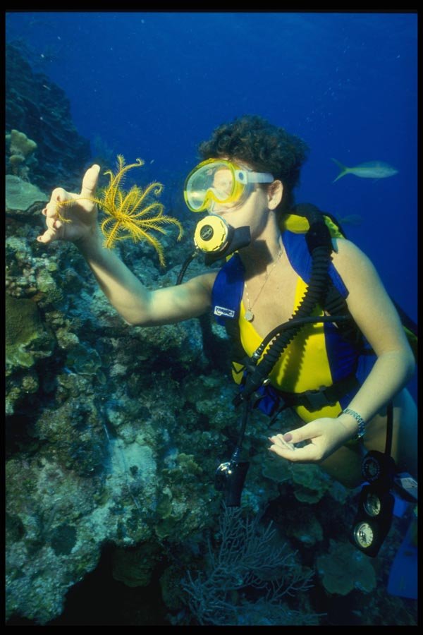 156020 Scuba Diver And Caribbean Golden Crinoid A4 Photo Print