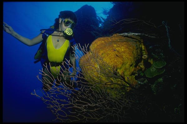 156021 Scuba Diver And Yellow Sponge A4 Photo Print