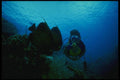 156023 Scuba Diver And Gray Angelfish In Natural Light A4 Photo Print