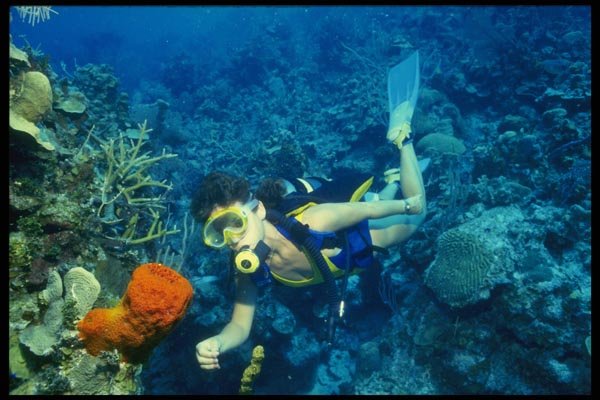 156024 Scuba Diver With Orange Sponge A4 Photo Print