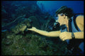 156025 Scuba Diver And Nassau Grouper A4 Photo Print