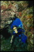 156026 Scuba Diver In Coral Arch A4 Photo Print