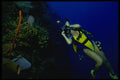 156027 Underwater Photographer On Caribbean Reef A4 Photo Print