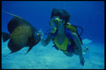 156028 Scuba Diver And French Angelfish A4 Photo Print