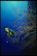 156030 Scuba Diver Swimming By Large Black Coral Tree A4 Photo Print