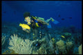 156031 Scuba Diver And Yellow Coney A4 Photo Print