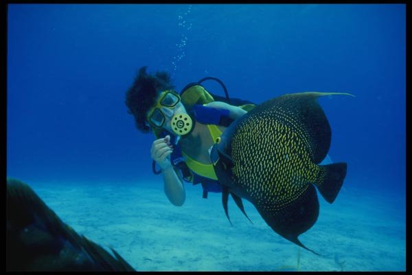 156032 Scuba Diver Feeding French Angelfish A4 Photo Print