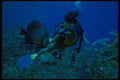 156033 Scuba Diver Feeding Gray Angelfish A4 Photo Print