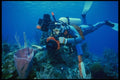 156034 Underwater Photographer With Caribbean Sponge A4 Photo Print