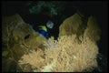 156035 Scuba Diver In Cave With Pacific Sea Fans A4 Photo Print