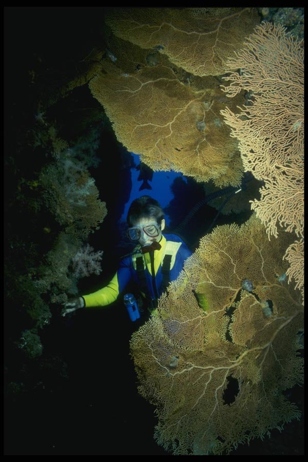 156036 Scuba Diver In Cave With Pacific Sea Fans A4 Photo Print