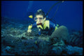 156038 Scuba Diver With Clown Fish And Carpet Anemone A4 Photo Print