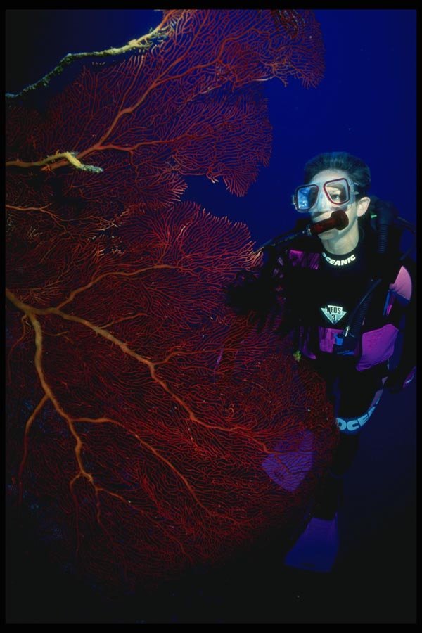 156039 Scuba Diver With Pacific Red Sea Fan A4 Photo Print