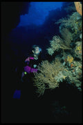 156041 Scuba Diver With Pacific Gorgonians And Soft Corals A4 Photo Print