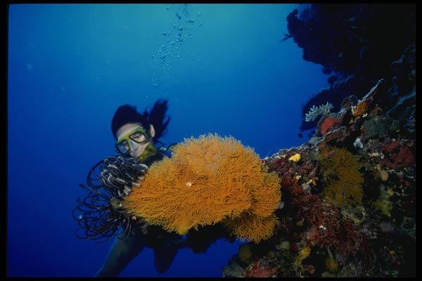 156042 Scuba Diver Looking At Crinoid On Orange Pacific Sea Fan A4 Photo Print
