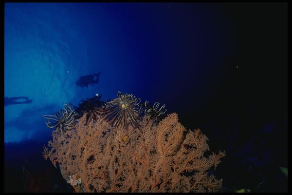 156044 Snorkeler On Surface Above Soft Corals A4 Photo Print