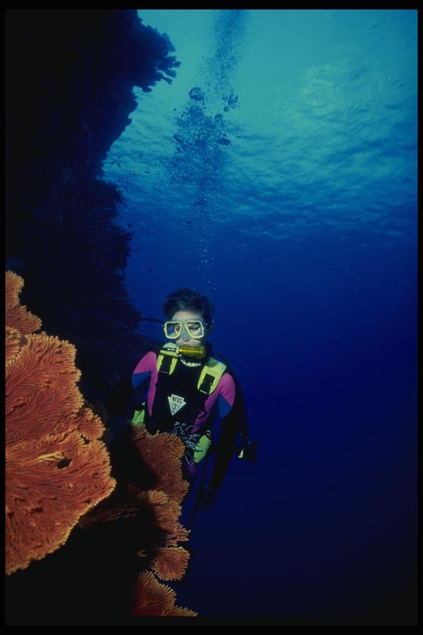156045 Scuba Diver And Pacific Red Sea Fan A4 Photo Print