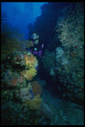 156047 Underwater Canyon Filled With Soft Corals And Sea Fans A4 Photo Print