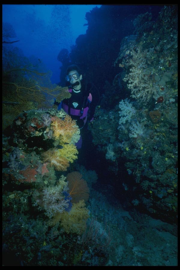 156047 Underwater Canyon Filled With Soft Corals And Sea Fans A4 Photo Print