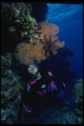 156048 Scuba Diver With Sea Fan And Large Feather Star A4 Photo Print