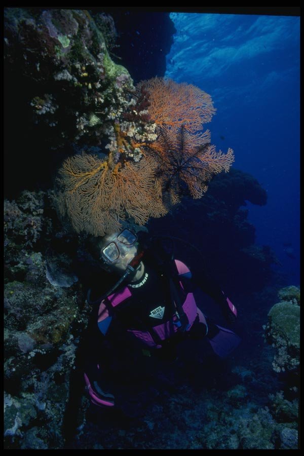 156048 Scuba Diver With Sea Fan And Large Feather Star A4 Photo Print