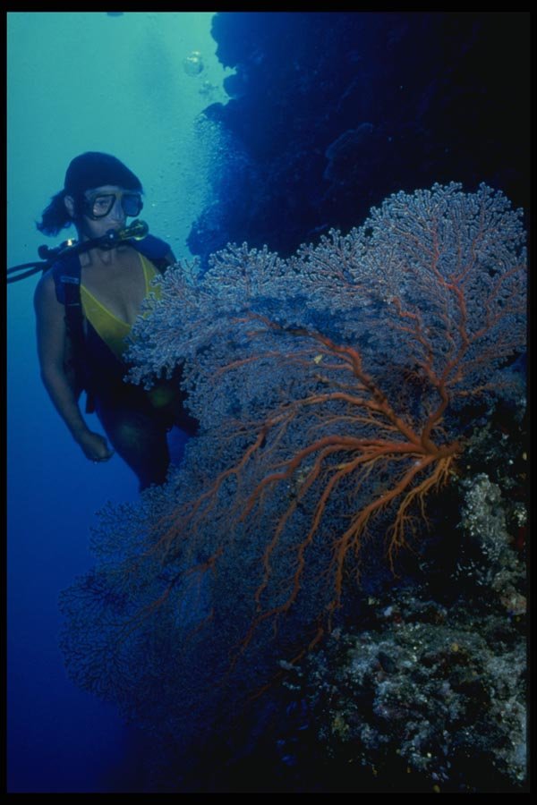 156049 Scuba Diver With Pacific Sea Fan On Wall A4 Photo Print