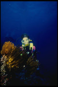 156051 Scuba Diver And Crinoid A4 Photo Print