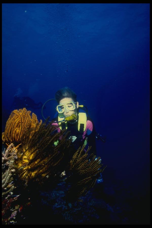 156051 Scuba Diver And Crinoid A4 Photo Print