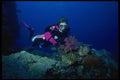 156052 Scuba Diver And Pacific Soft Coral A4 Photo Print