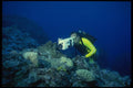 156053 Underwater Video Being Taken Of Cuttlefish A4 Photo Print
