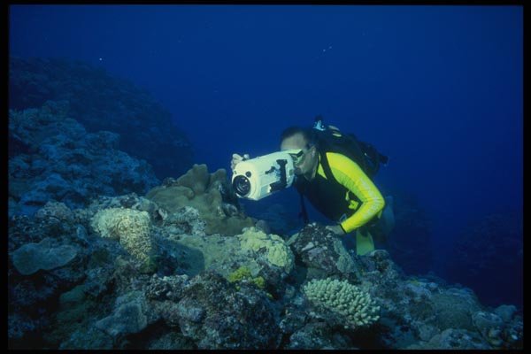 156053 Underwater Video Being Taken Of Cuttlefish A4 Photo Print